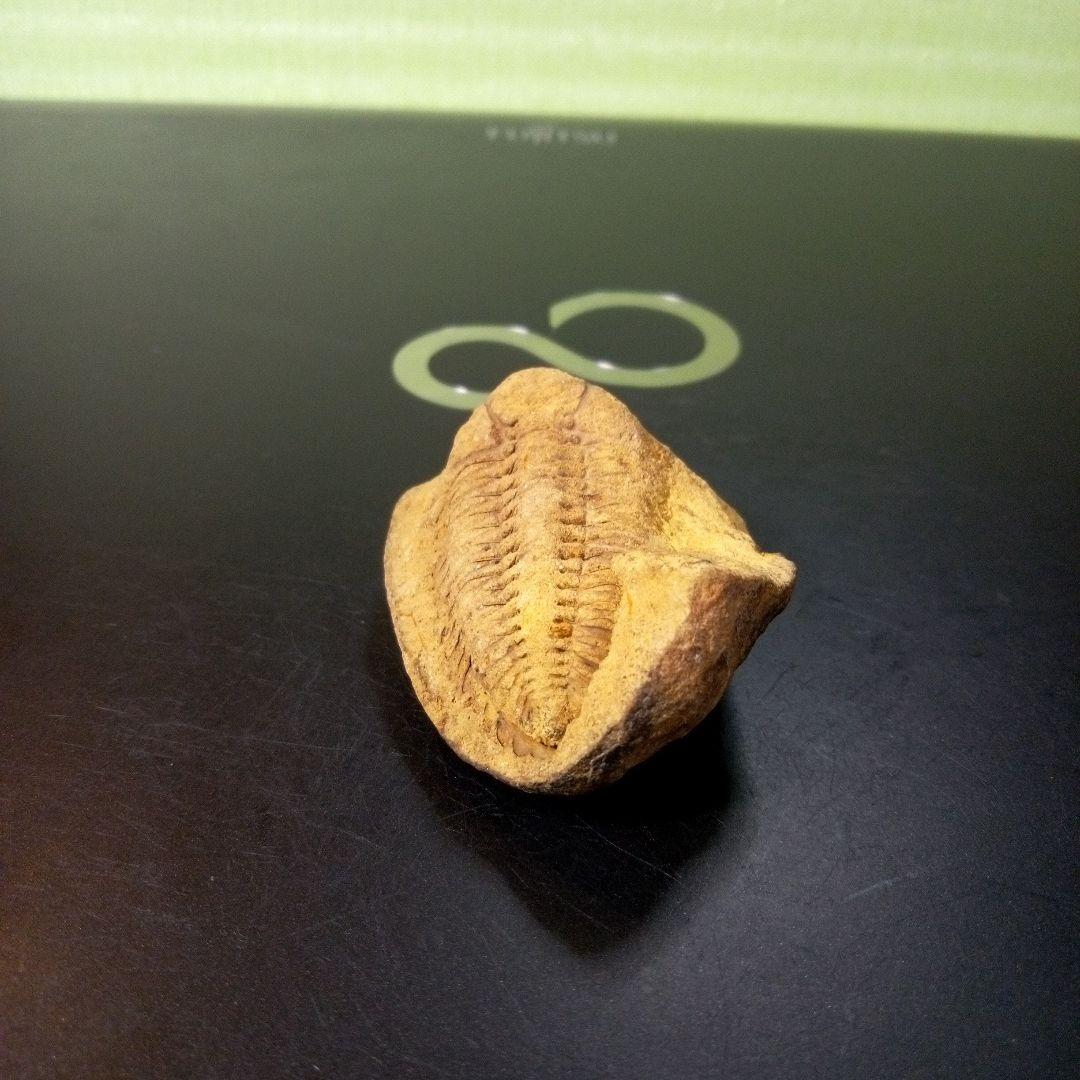 三葉虫 化石 fossil ボリビア産 レア Fossil管理⑧
