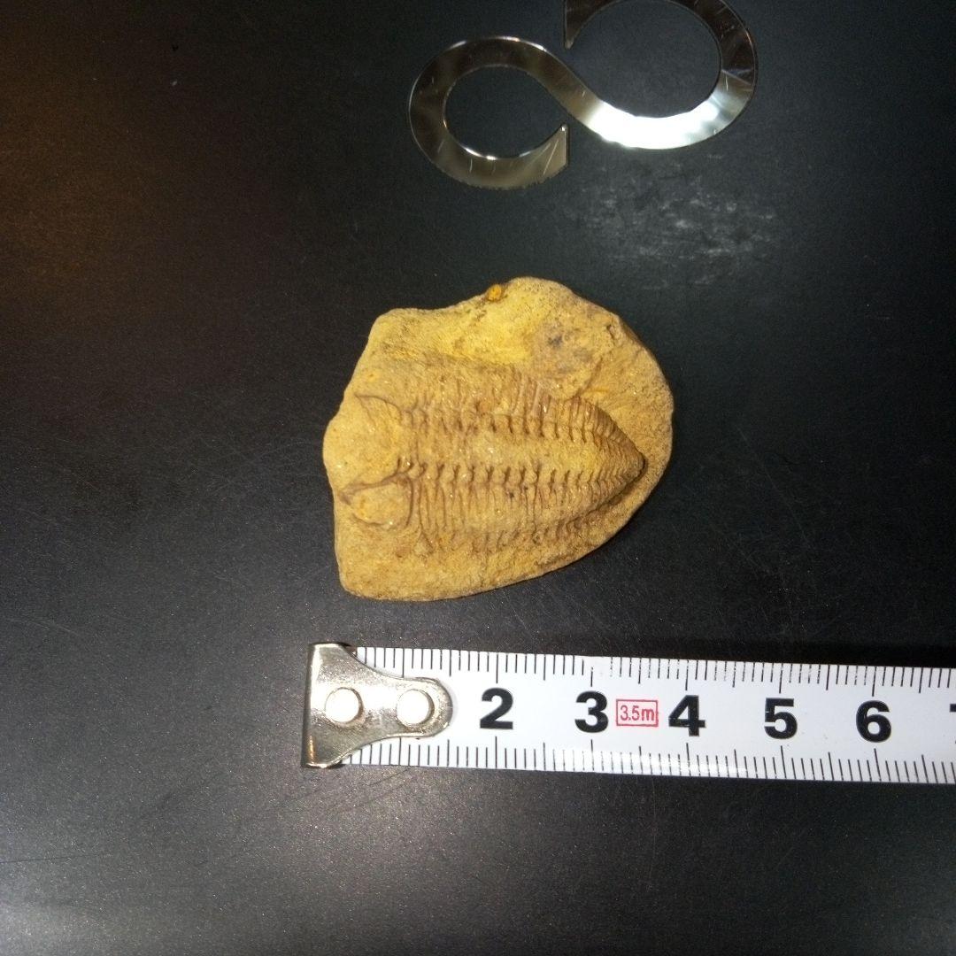 三葉虫 化石 fossil ボリビア産 レア Fossil管理⑧
