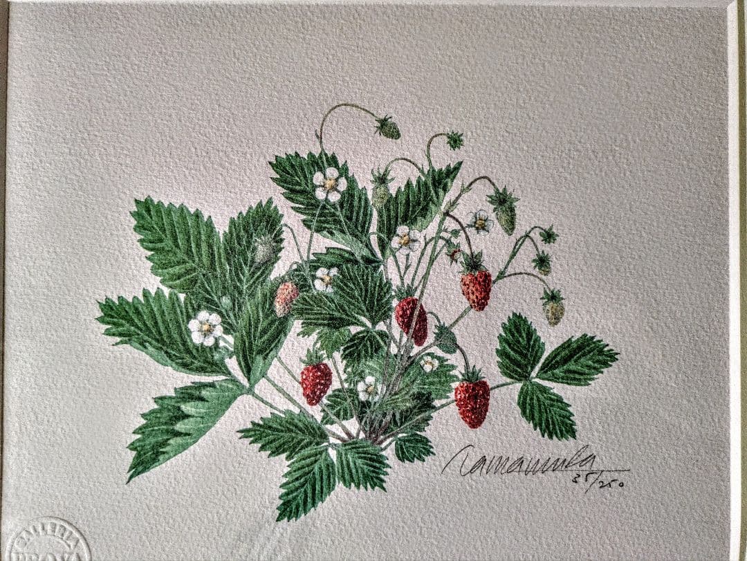 玉村豊男 「森のイチゴ 2001」自筆サイン、美品 TWS 全員 サイン