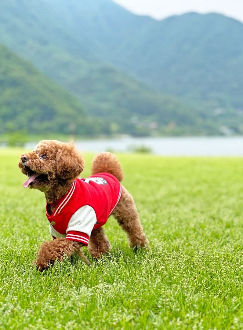 小型犬のスウェットスタジャン 赤 - メルカリ