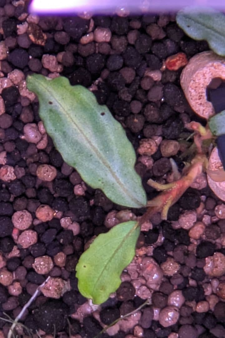 銀葉の最上級】ブセファランドラspオーロラKN便 水中葉 コケ・スネールなし