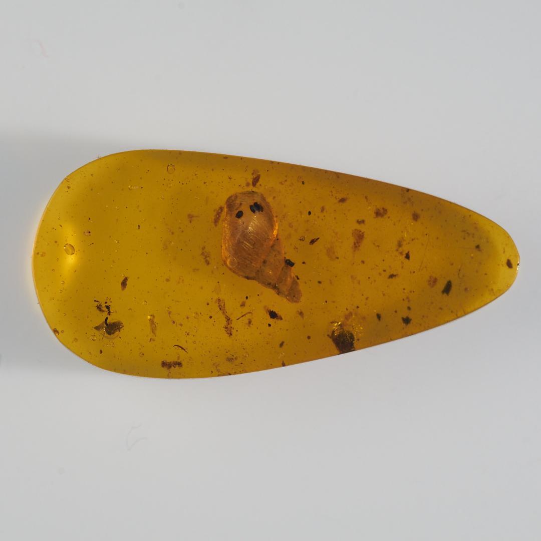 レア極上品 PA0040虫入り琥珀化石 ミャンマーカムティかタナイ9900万年