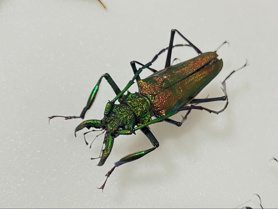 【最美麗個体！】グリーン×レッドのルリオニカミキリ 標本 キンオニカミキリ 赤黄緑青】ルリオニカミキリ ムラサキオニノコギリカミキリ キンオニ標本