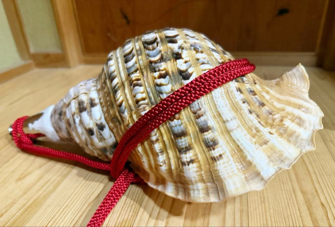 特大42㎝修験道法螺貝　山伏　密教　魔除け　熊よけ❣️ホラガイ　ほら貝　赤紐付き