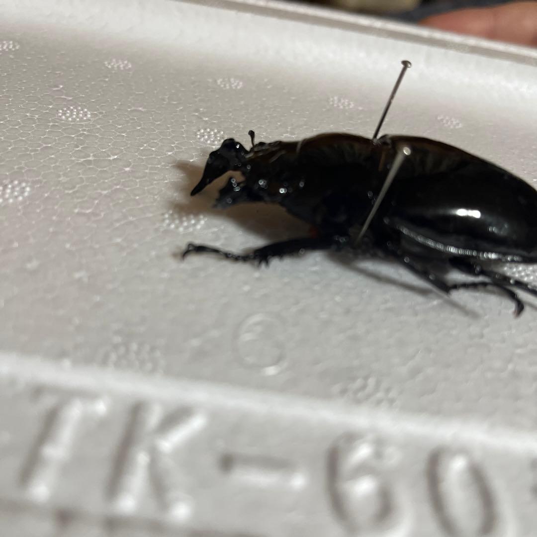 モザイク　雌雄同体　タランドゥス　死虫　標本