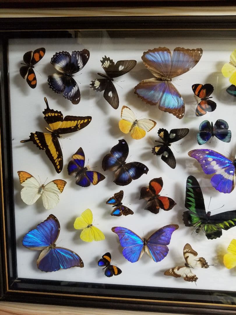 蝶々色々 標本 ナルキ♂️(亜種)含む