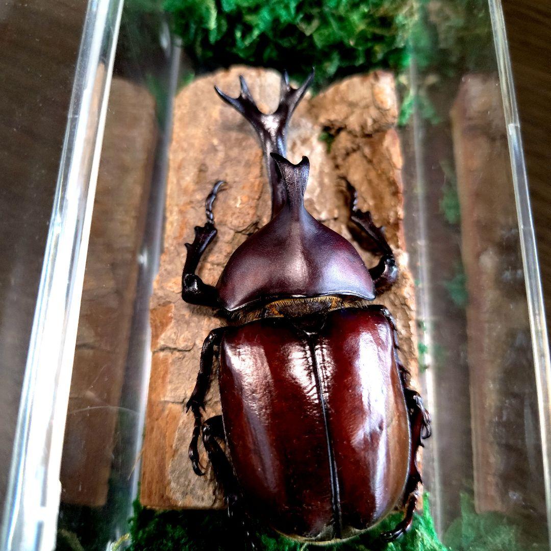 宝物野生巨大超特大大型87mm頭角19.8mm胸角6.4mmぐらいカブトムシ