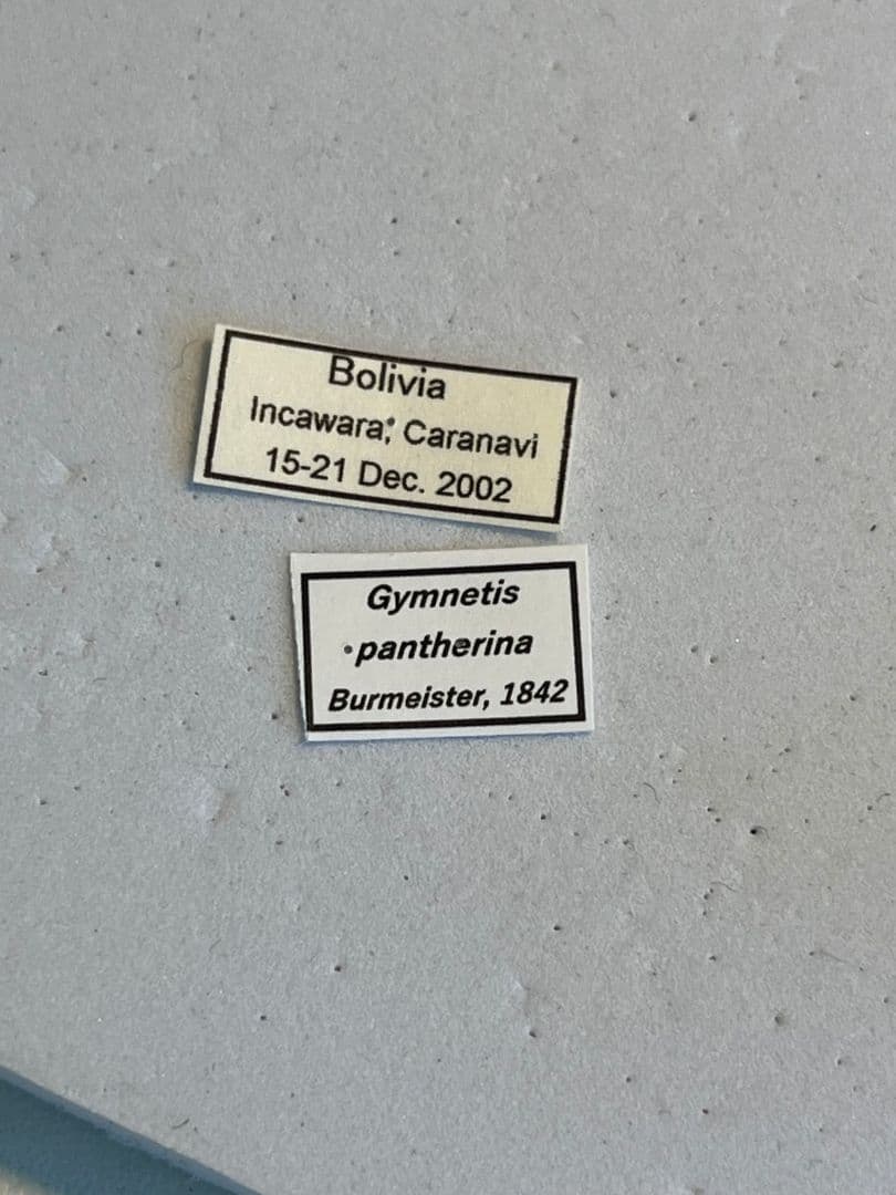 ヒョウモンアヤヒシムネハナムグリ 標本 カナブン プラチナコガネ