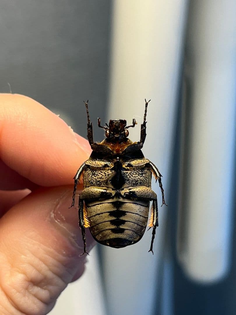 30mm】カブトハナムグリ コガネムシ プラチナコガネ カナブン