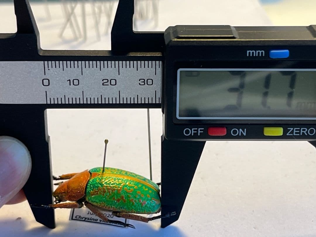 31mm】ヴィクトリナウグイスコガネ プラチナコガネ 標本 カナブン