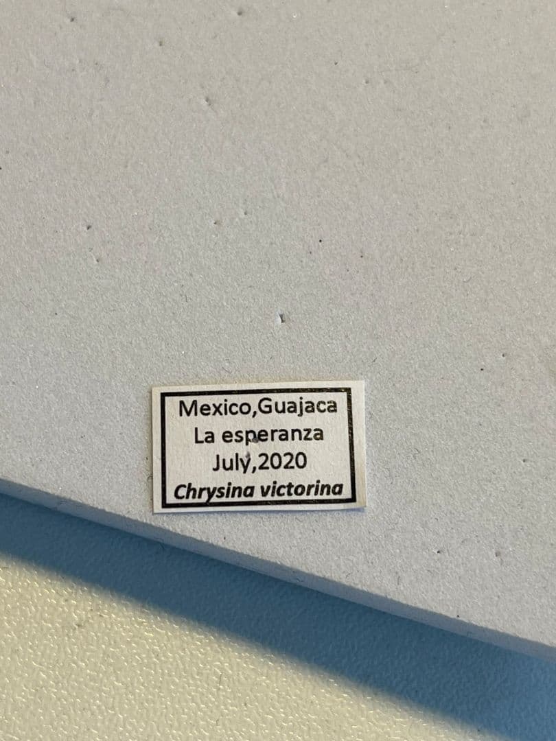 31mm】ヴィクトリナウグイスコガネ プラチナコガネ 標本 カナブン