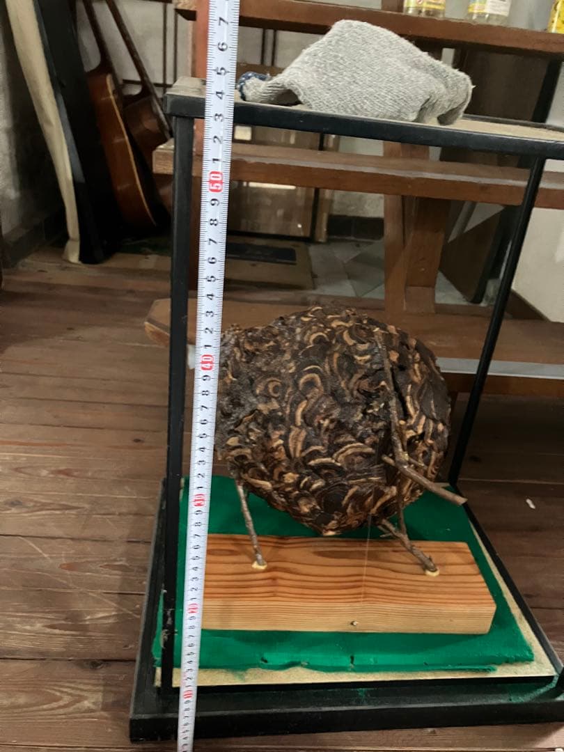 スズメバチの巣 42✖️54 標本