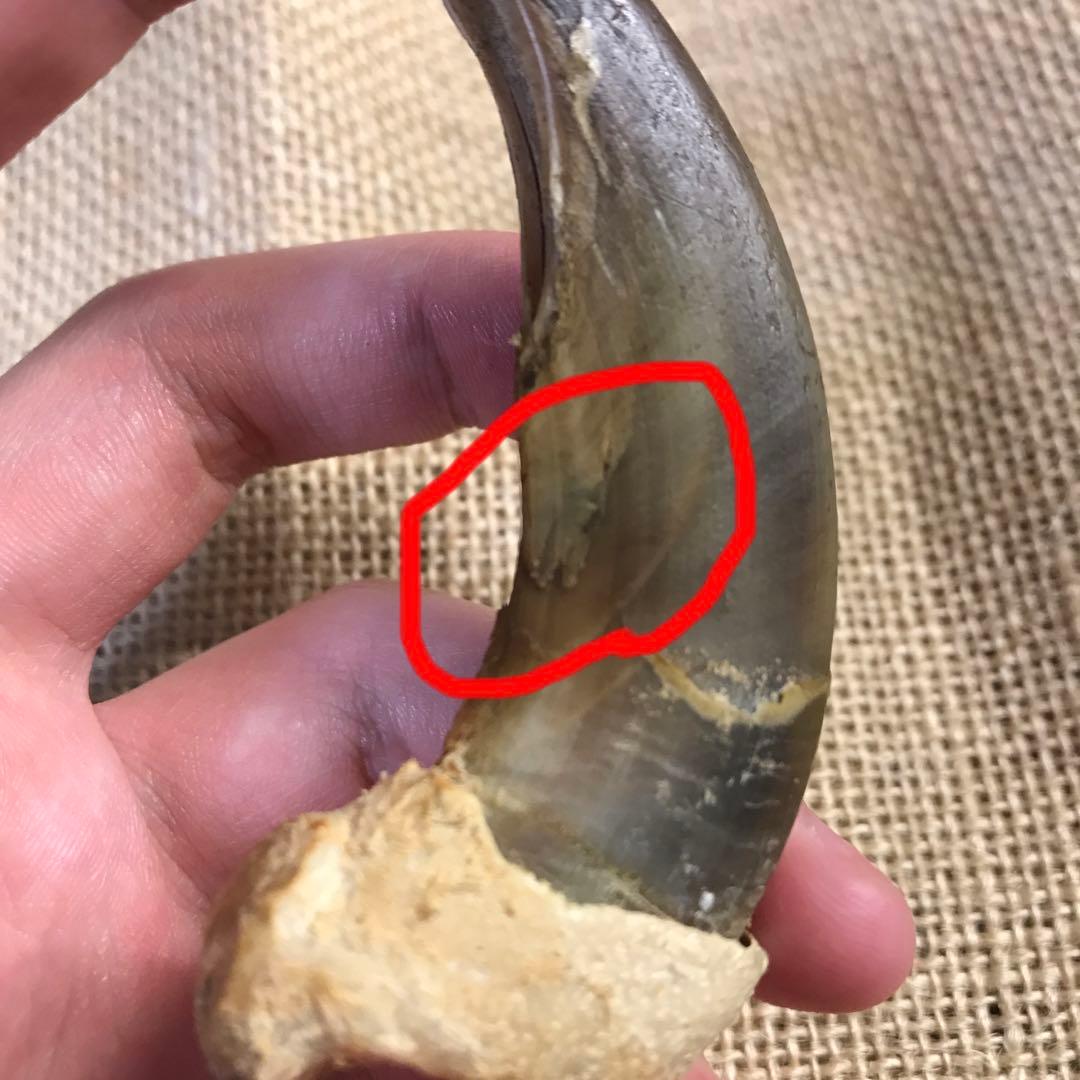 金毛ヒグマ巨大爪熊の爪