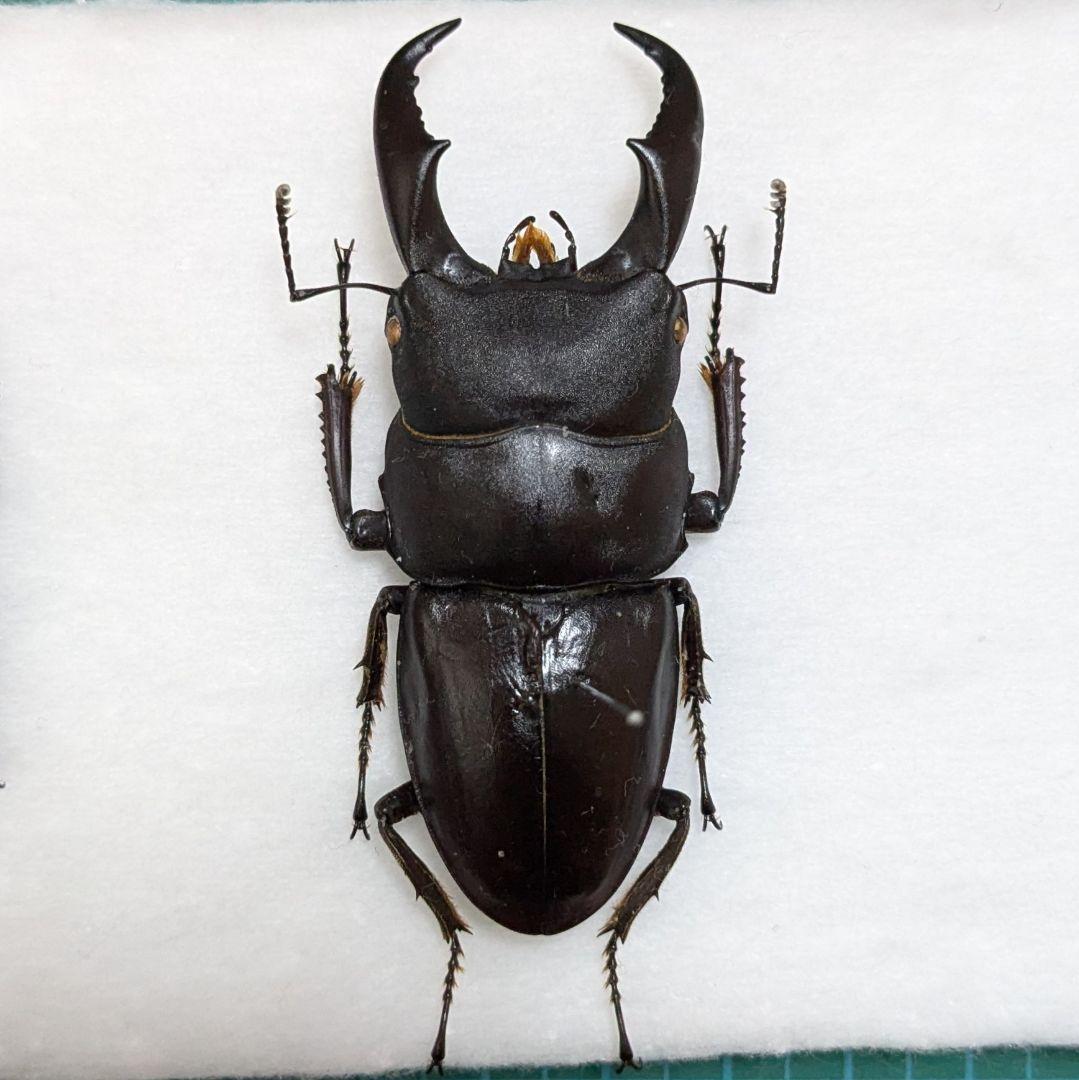 40mm】アオカミキリの仲間 Chloridolum klaesii？ 標本