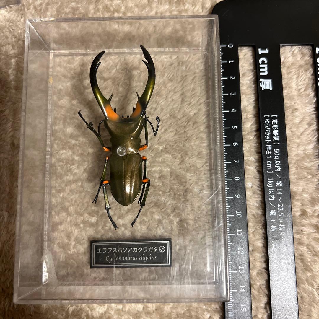 海外 クワガタ 標本 セット シーラ箱入り 標本箱 | ドルクスダンケ