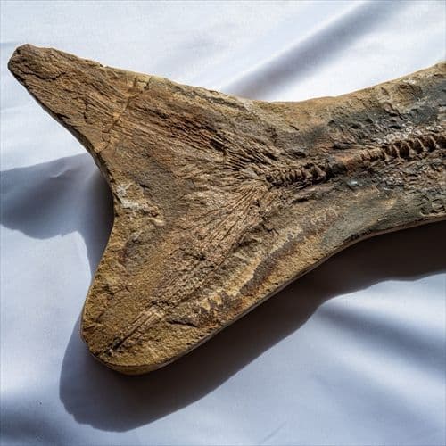 極上 古代魚 パラエロプス 全身 化石 本物 サンタナ層産 67.3cm pe1