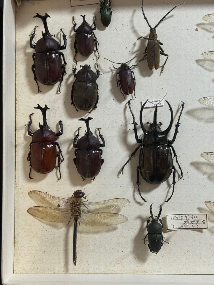 クワガタ セミ 蜻蛉など23点 昆虫標本 ケース入 送料込み250927