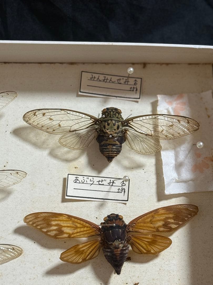 クワガタ セミ 蜻蛉など23点 昆虫標本 ケース入 送料込み250927