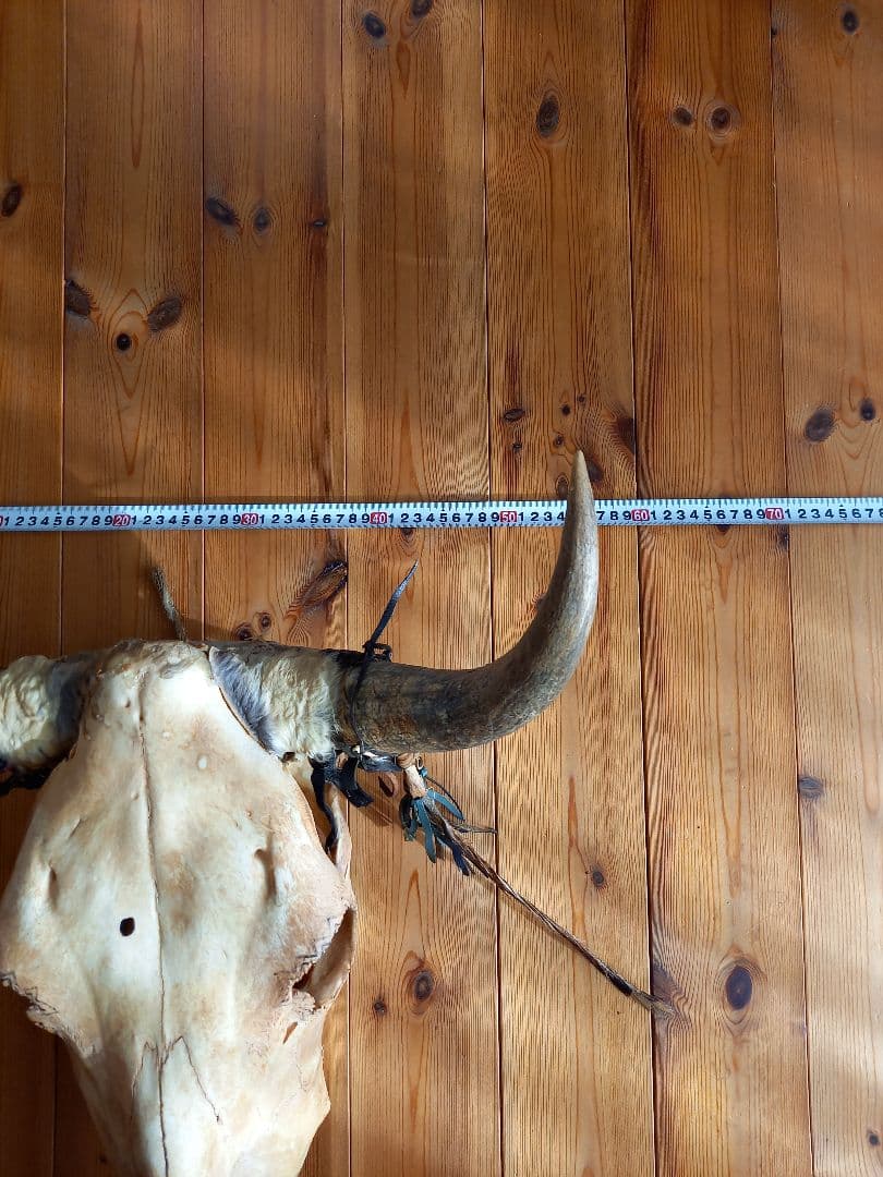 バッファロースカル #牛頭骨 #オブジェ 牛骨 2個セット