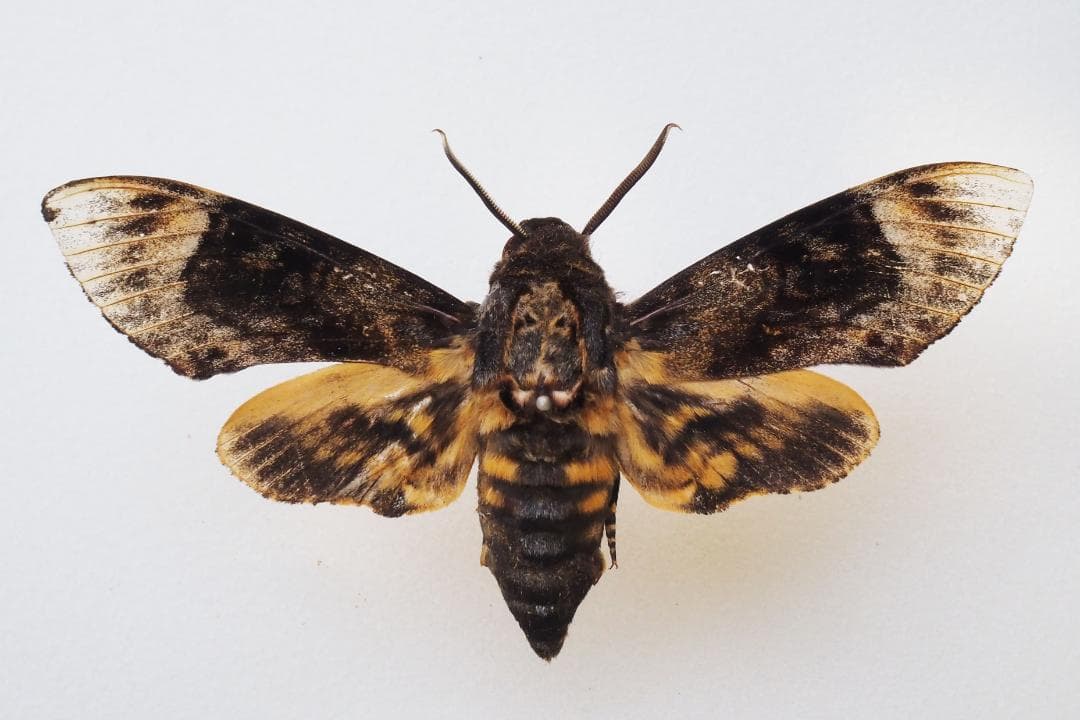 クロメンガタスズメ（国産） - メルカリ