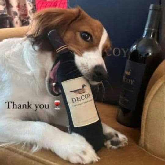 MVP 大谷翔平 Decoy デコピンワイン 犬用おもちゃ 非売品 - メルカリ