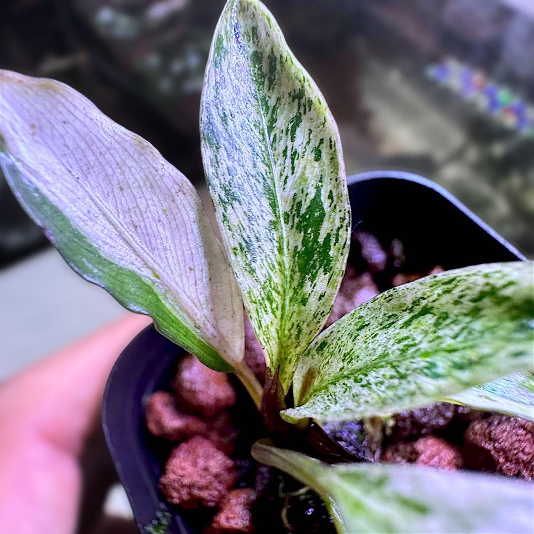 み*！様 ブセファランドラ（斑入り株）Bucephalandra Pipto と