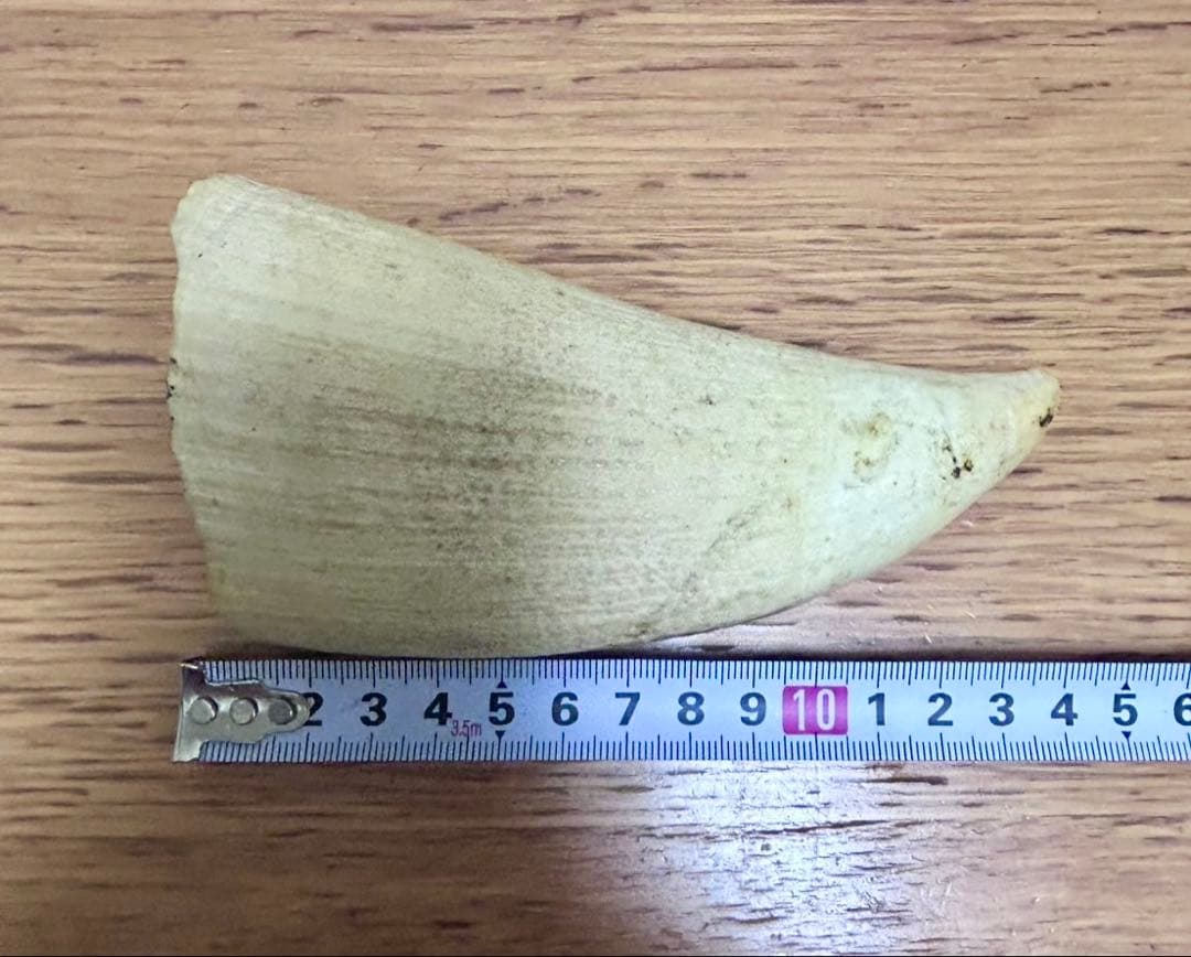 マッコウクジラ 歯 牙 キバ 287g 加工なし アート用品
