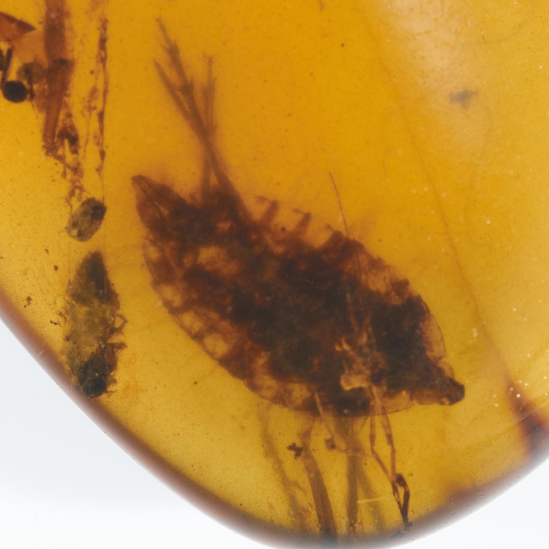 ZB087虫入り琥珀化石 ミャンマー カムティかタナイ産 9900万年前