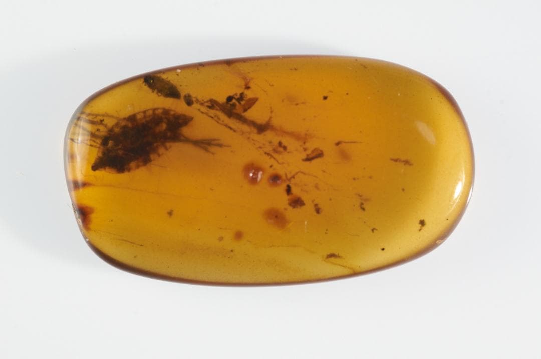 ZB087虫入り琥珀化石 ミャンマー カムティかタナイ産 9900万年前