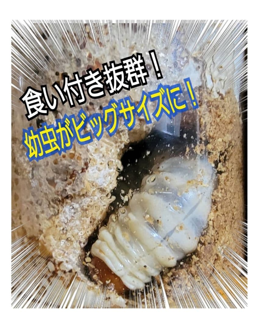 極上！オオヒラタケ菌糸瓶【8本】特殊アミノ酸強化！オオクワ、ヒラタ