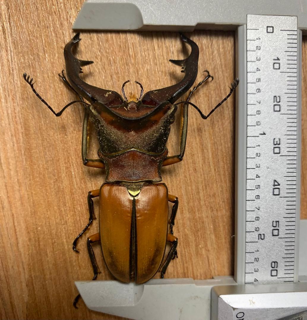 昆虫標本】アラガールホソアカクワガタ61㎜ - メルカリ