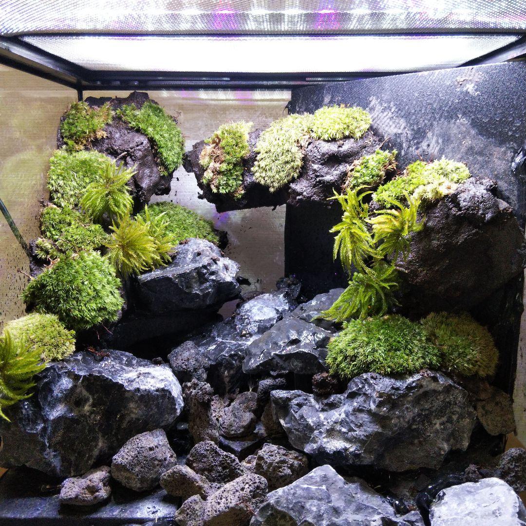 受注生産】イモリウムグラステラリウム3030 苔テラリウム アクア