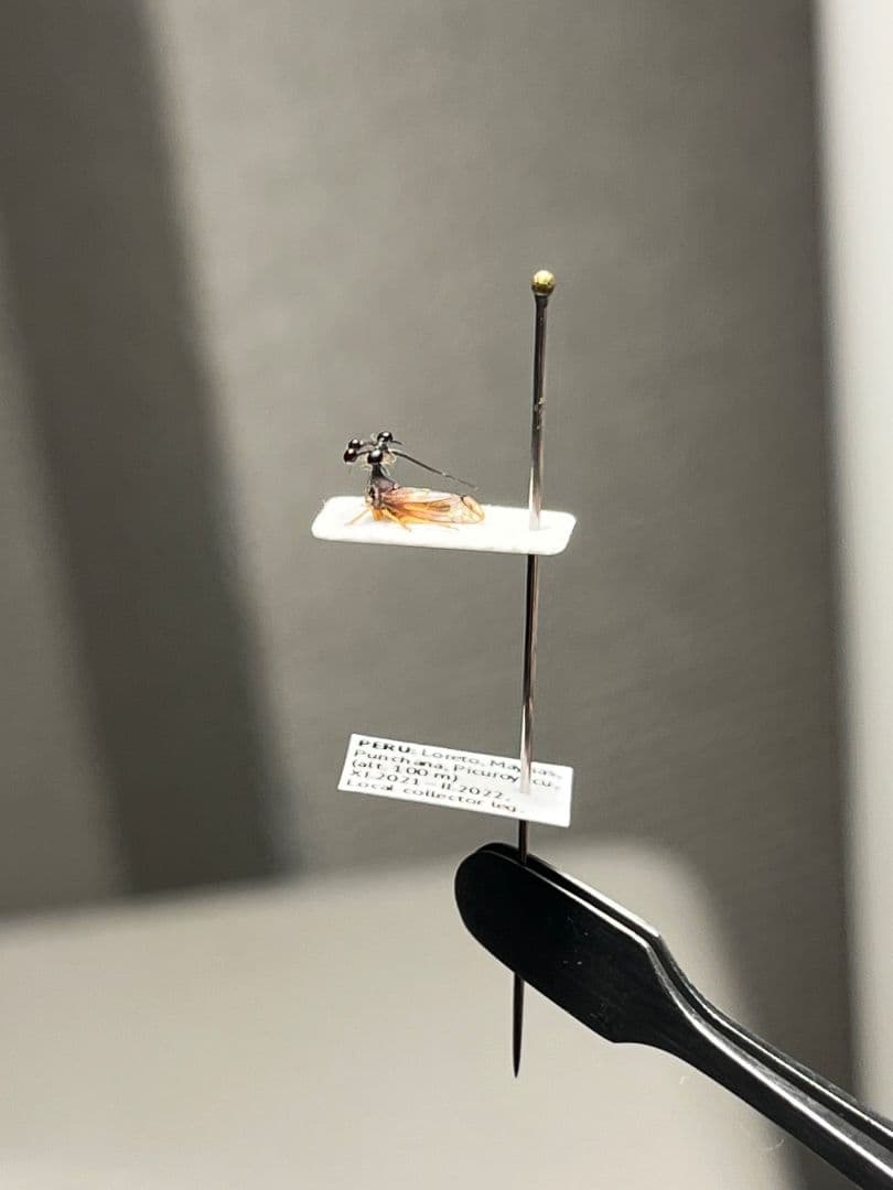 学名珍々】ヨツコブツノゼミ 標本ボッキディウム・チンチンナブリ