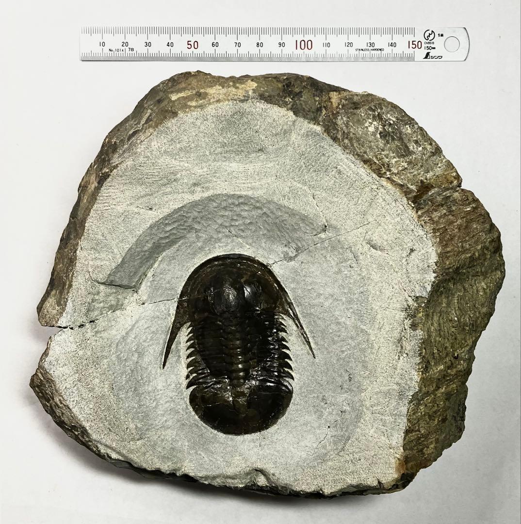 三葉虫 化石 Anomocarella