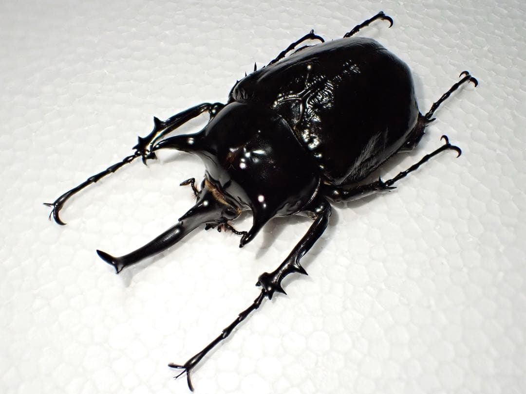 _^様専用【標本】マルスゾウカブト ペルー産 103.5ミリ 野外品