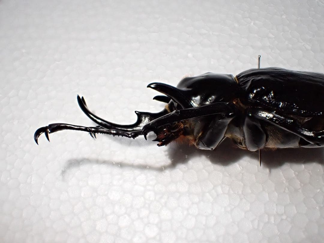 ^_^【標本】マルスゾウカブト　ペルー産　103.5ミリ　野外品