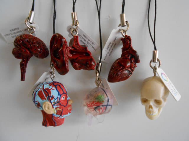 ♯Kui17Jtサイエンステクニカラー人体模型ストラップ1全12種 人体模型