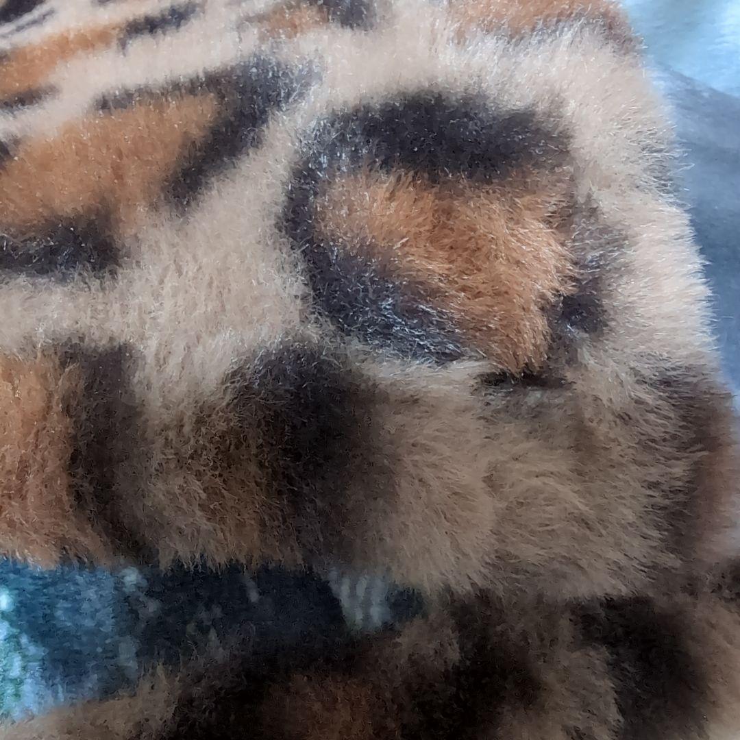 櫻井敦司　ブランケット