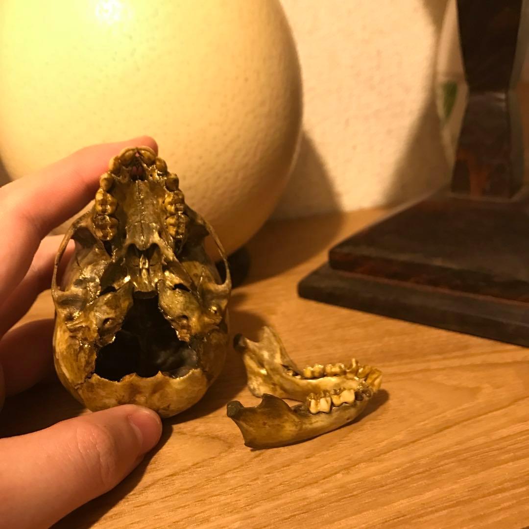 猿　頭蓋骨　頭骨　スカル　標本　剥製