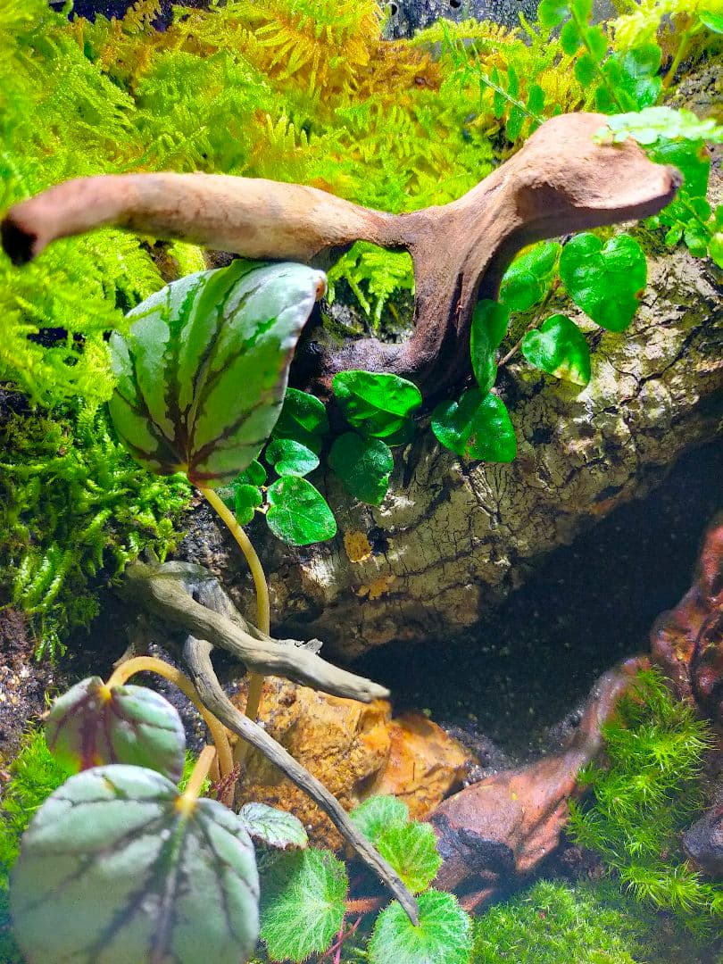 隠れ家付き！苔テラリウム、生体飼育ケージ - メルカリ