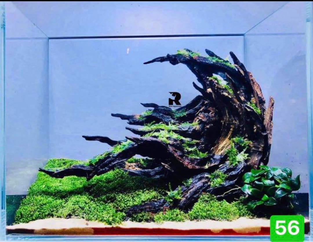 サンプル製品セット。水槽 。流木 。 水族館。 水生植物。流木