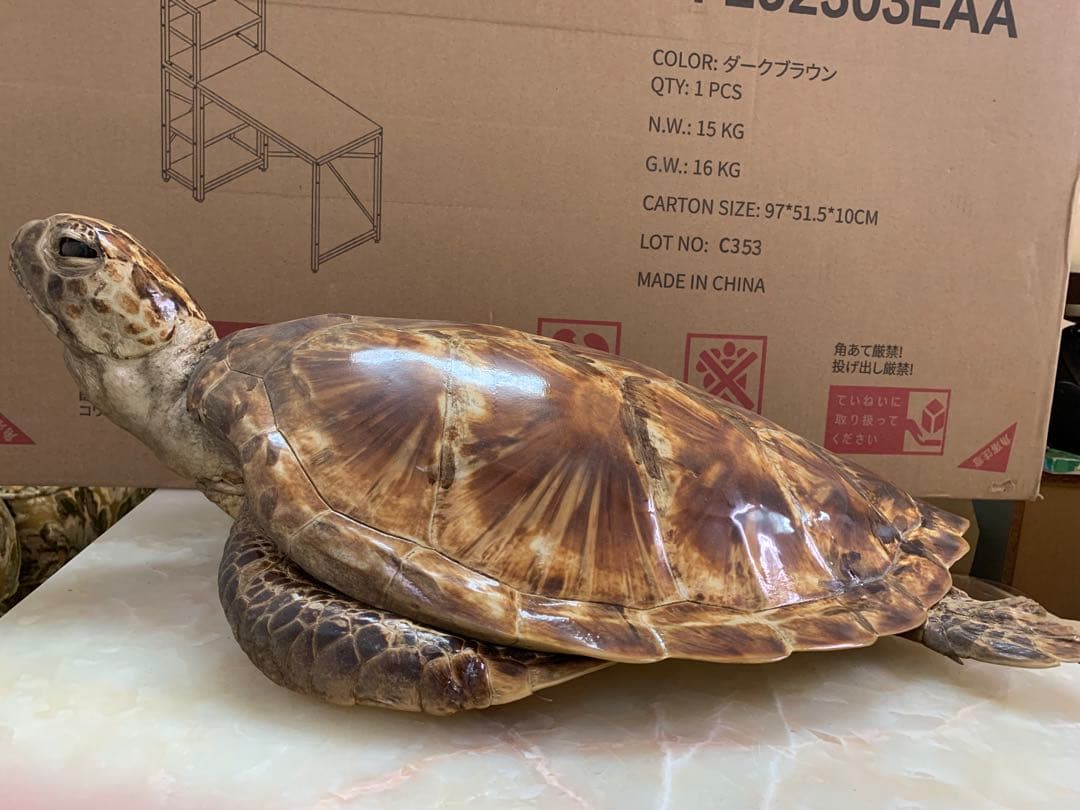 アオウミガメの剥製 壁掛け インテリア 国際希少野生動植物登録票有り