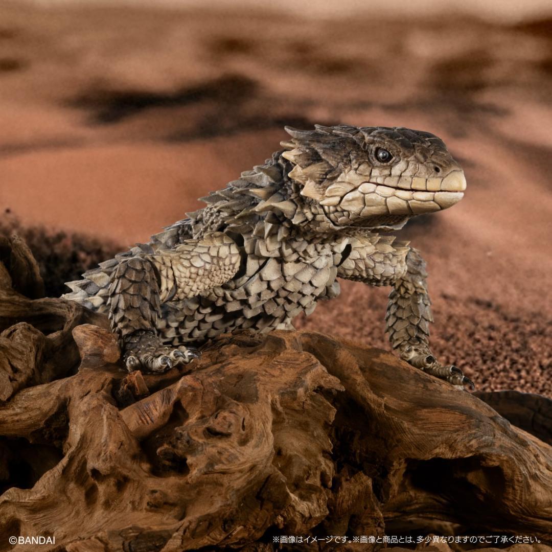 いきもの大図鑑アルティメット　オオヨロイトカゲ　輸送箱未開封 伝票貼跡なし