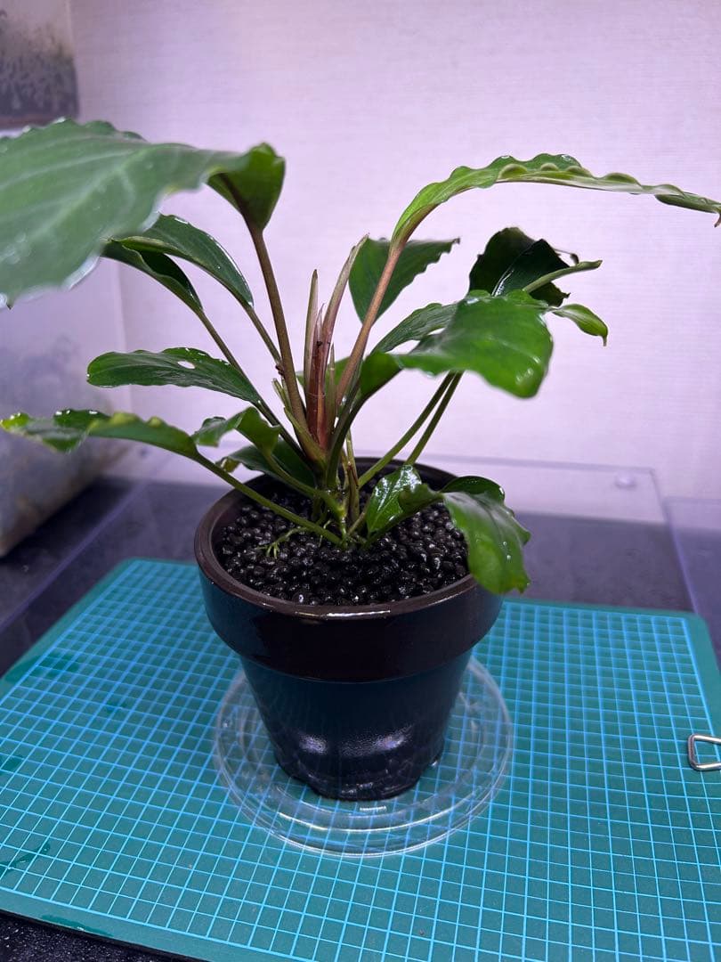 TB便】Bucephalandra sp.Pearl gray 水上育成大株