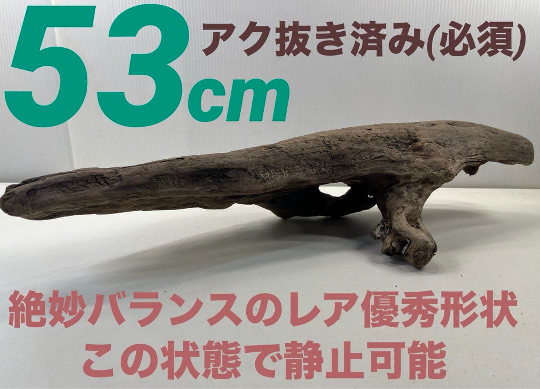 n51アク抜き済み流木 爬虫類シェルター レイアウト用 インテリア エア