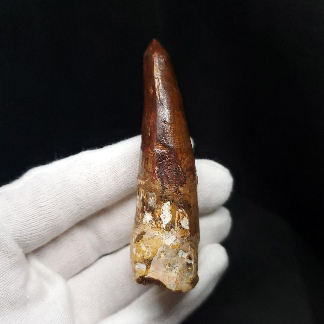 美品 スピノサウルス 本物 モロッコ産 71.57mm sp429