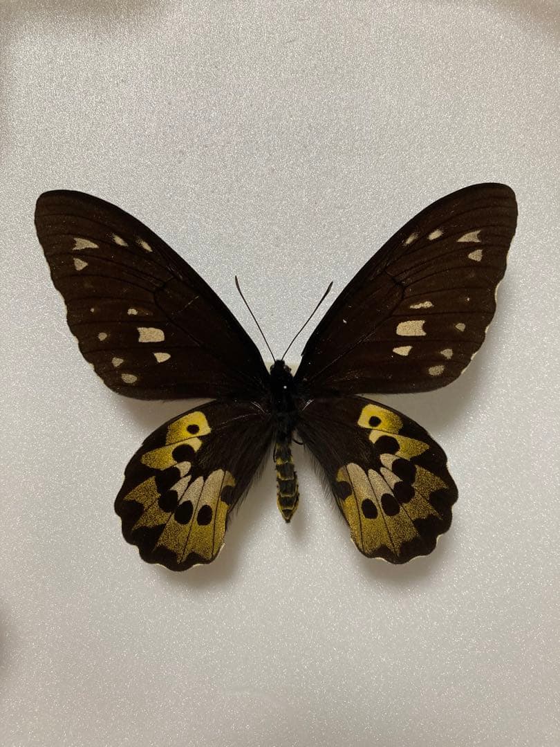 1ペア】ロスチャイルドトリバネアゲハ（西イリアン産）