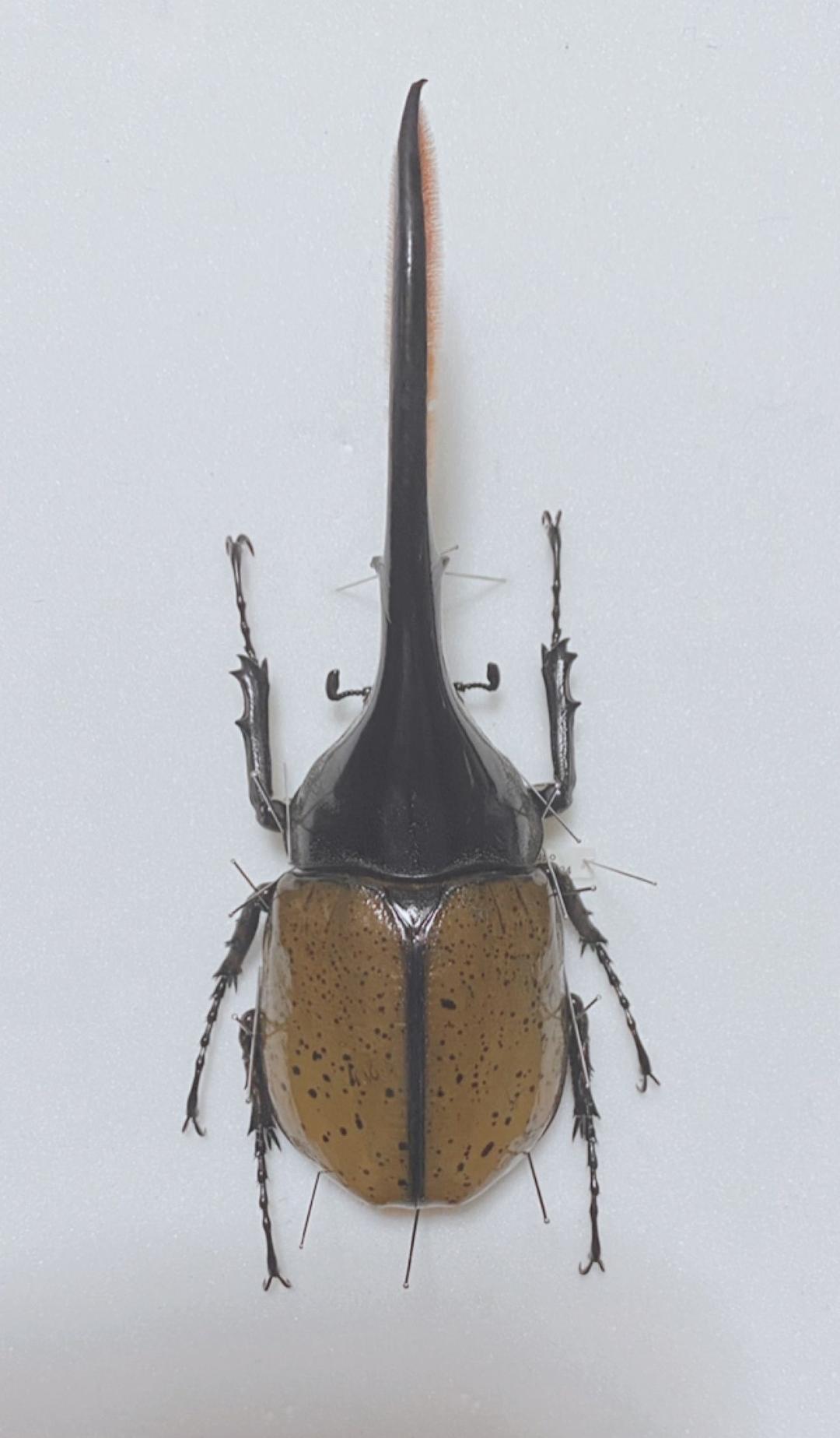 ヘラクレス・リッキー野外標本 ヘラクレスリッキーの野外品標本 <0729z