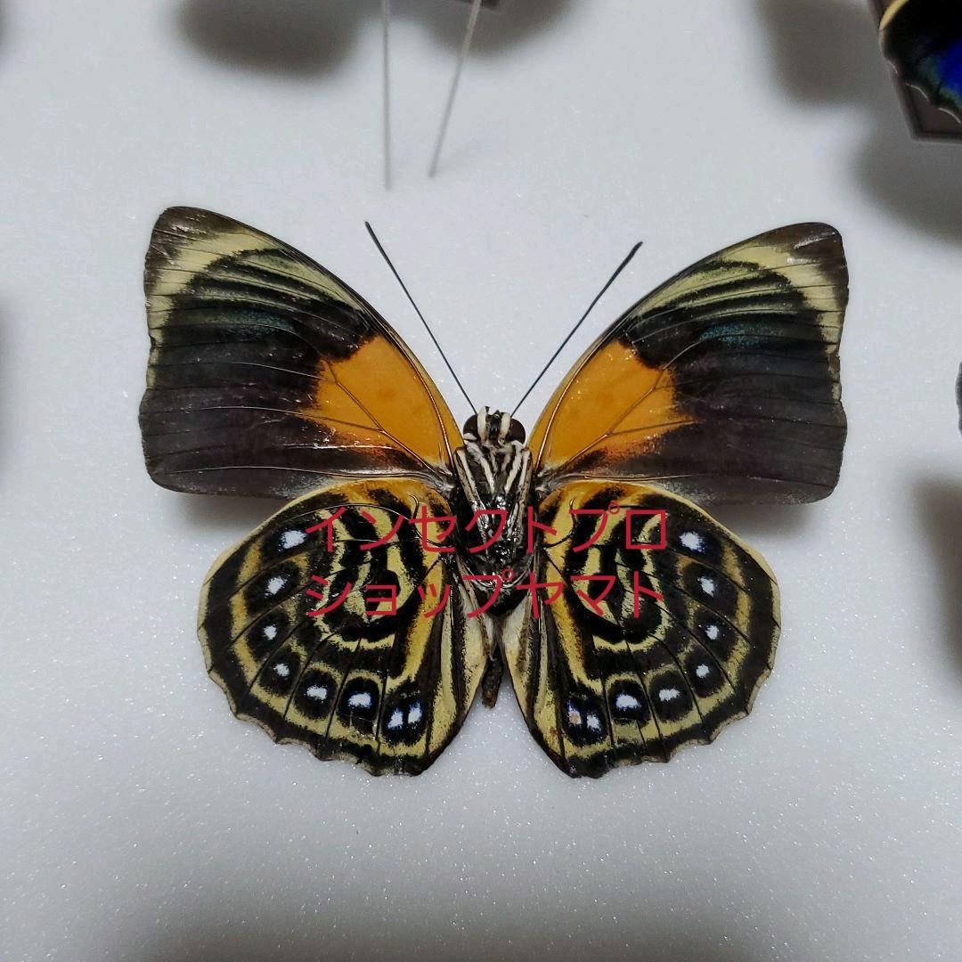 特別価格 コレクションシリーズ-アグリアス ファルキドン ルムルティー02