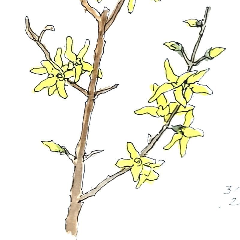 ☆ 坂本直行 ☆「 れんぎょう 」水彩画　1982年3月作　証明書有り　未使用！